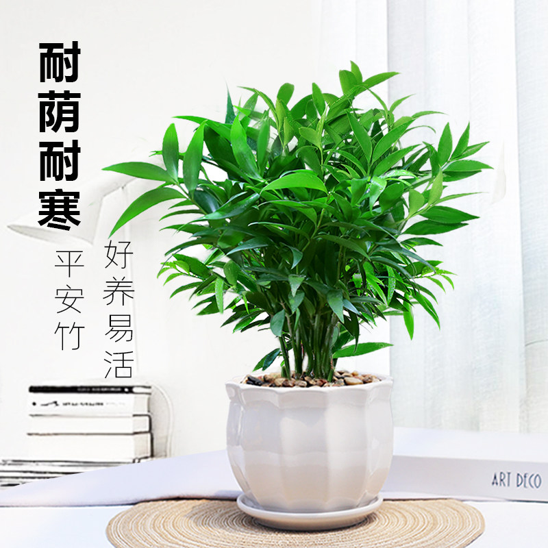 竹柏盆栽室内植物四季常青净化空气绿植四季好养耐荫耐寒平安竹