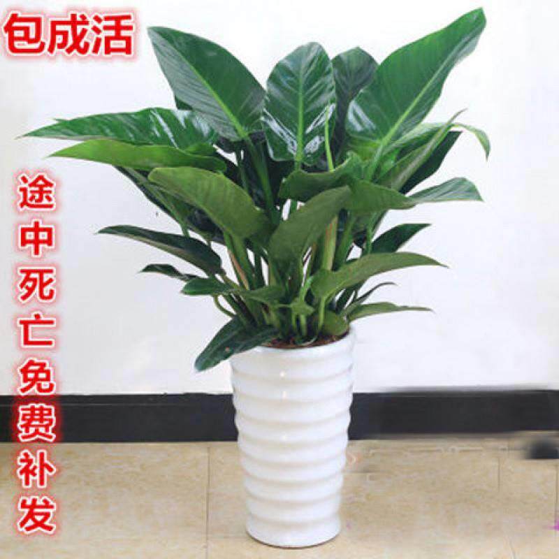 大叶 金 四季常青钻植物客厅大型绿植盆栽室内高档盆景花卉