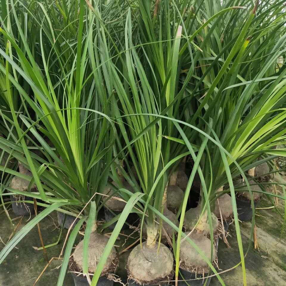 酒瓶兰盆植物栽球大型茎8到10cm四季常青