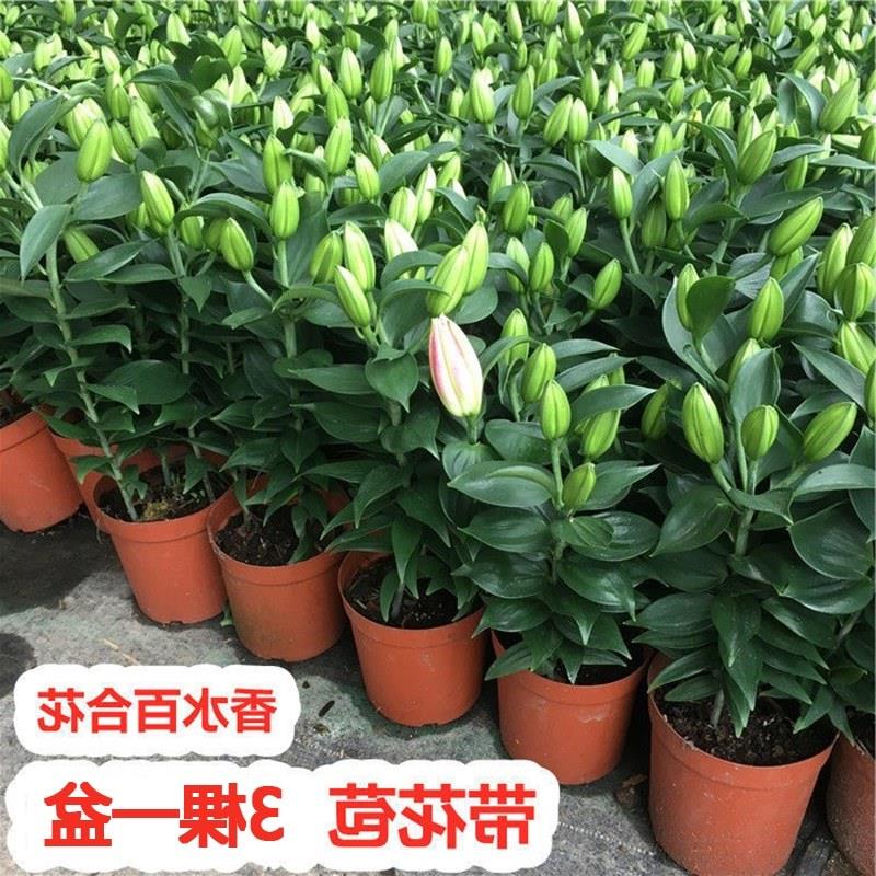 香水百合花鲜花盆栽带花苞室内四季开浓香型花卉植物阳台庭院花苗