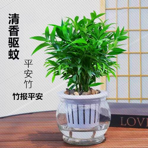 竹柏水培花卉室内土培绿植常青盆栽好养办公室家庭桌面花