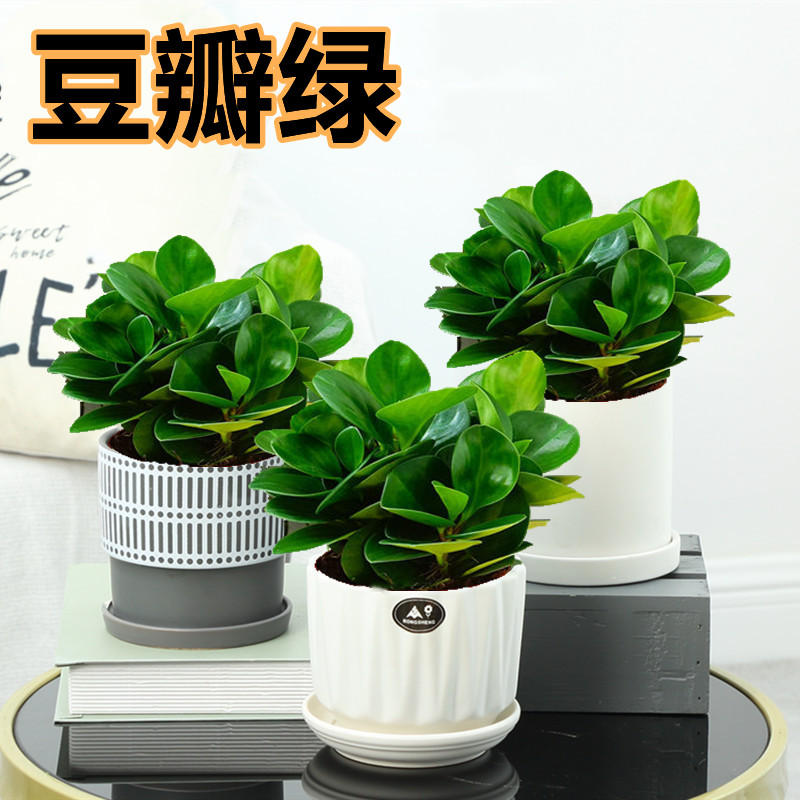 豆瓣绿盆栽多肉水植物培花卉植物室内客厅桌面绿植碧玉去吸除甲醛
