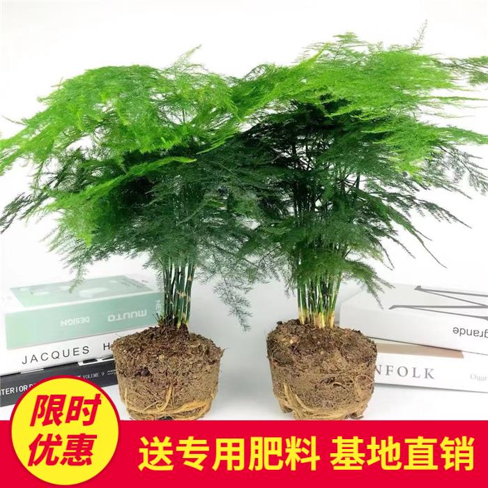 文竹盆景 植物绿室内色盆栽桌面吸甲醛净化空气观叶花卉绿植包邮