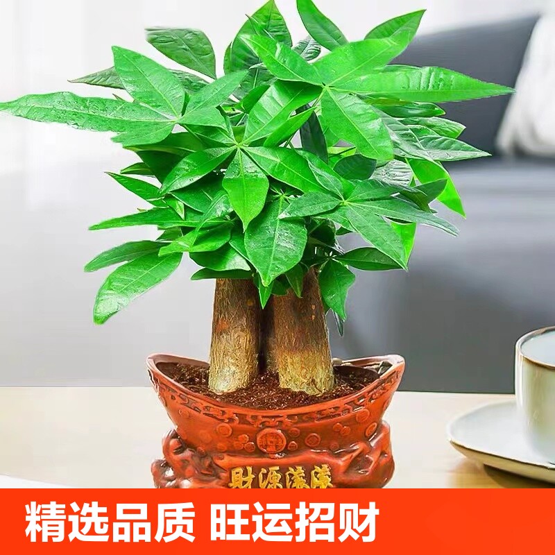 发财树小盆栽金钱花卉树室内绿萝富贵竹水培绿植物客厅绿箩文竹
