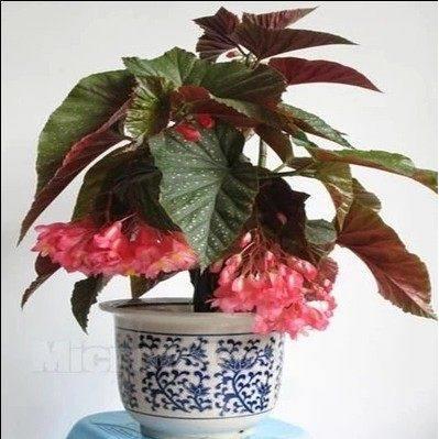 竹节海棠斑点秋海棠花花苗室内客厅阳台盆栽花卉绿植开花植物