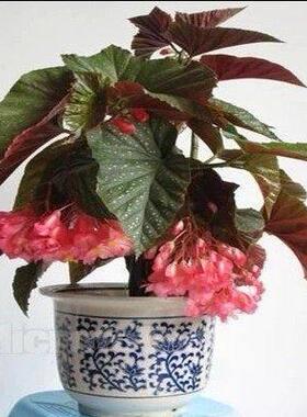 竹节海棠斑点秋海棠花花苗室内客厅阳台盆栽花卉绿植开花植物