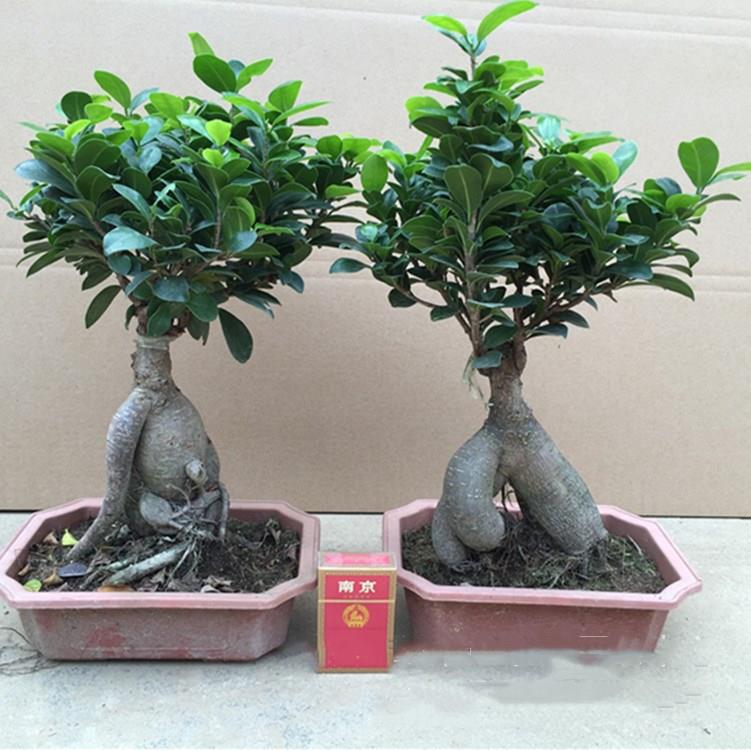 人参榕树造型盆景树桩客厅花卉植物室内四季常青绿植小叶榕树盆栽