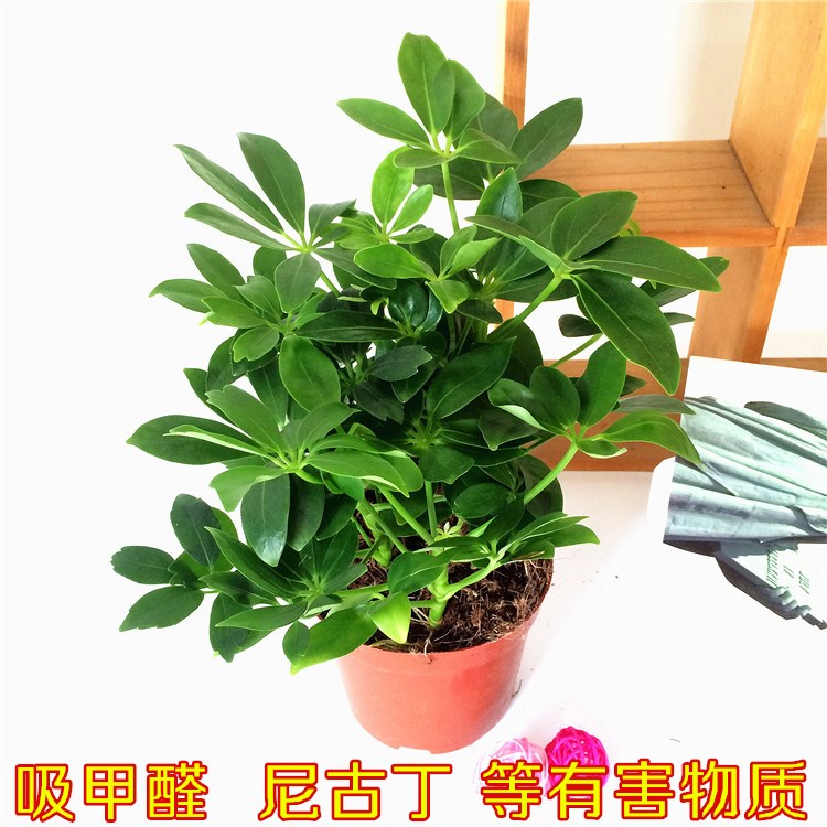 室内盆栽植物柴苗鹅掌招财树鸭脚木七叶莲净化空气大型盆栽去甲醛