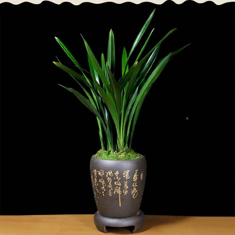 原盆原土苗浓香兰花带花苞名贵金边墨兰草山川好养除甲醛绿植盆栽