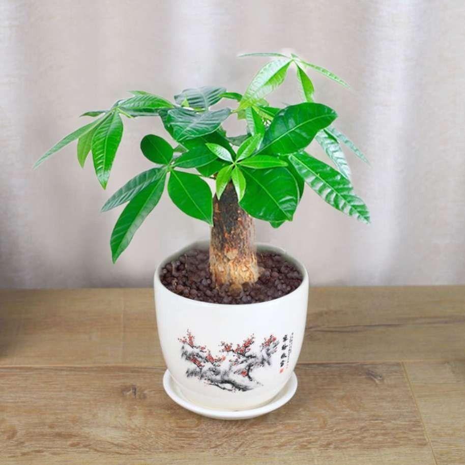 发财树盆桌栽客厅室内面绿植小盆景大发财树苗植物花卉