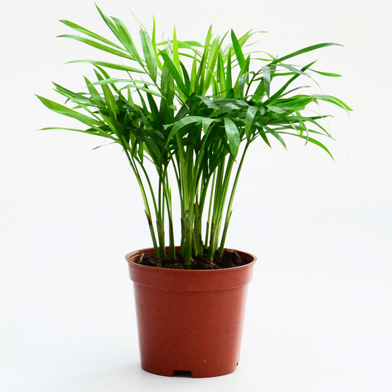 袖珍椰子 小绿萝盆栽植物花卉去除甲醛发财树苗净化空气客厅文竹
