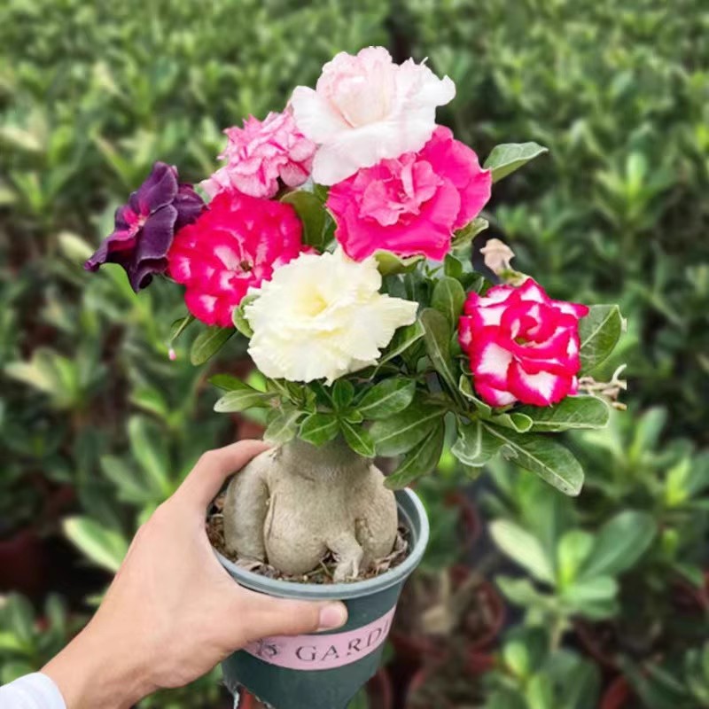 四季花沙漠老盆栽玫瑰桩重瓣花苗基地直销室内阳台多肉盆景带花苞