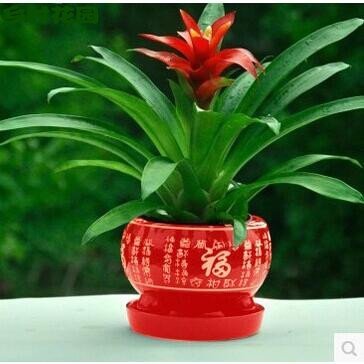 包邮鸿运盆景当头室内植物红花卉盆栽绿植凤梨阳台办公客厅