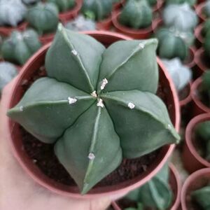 鸾凤玉无刺多肉仙人球植物办公室内开花防辐射五角星趣味新手好养