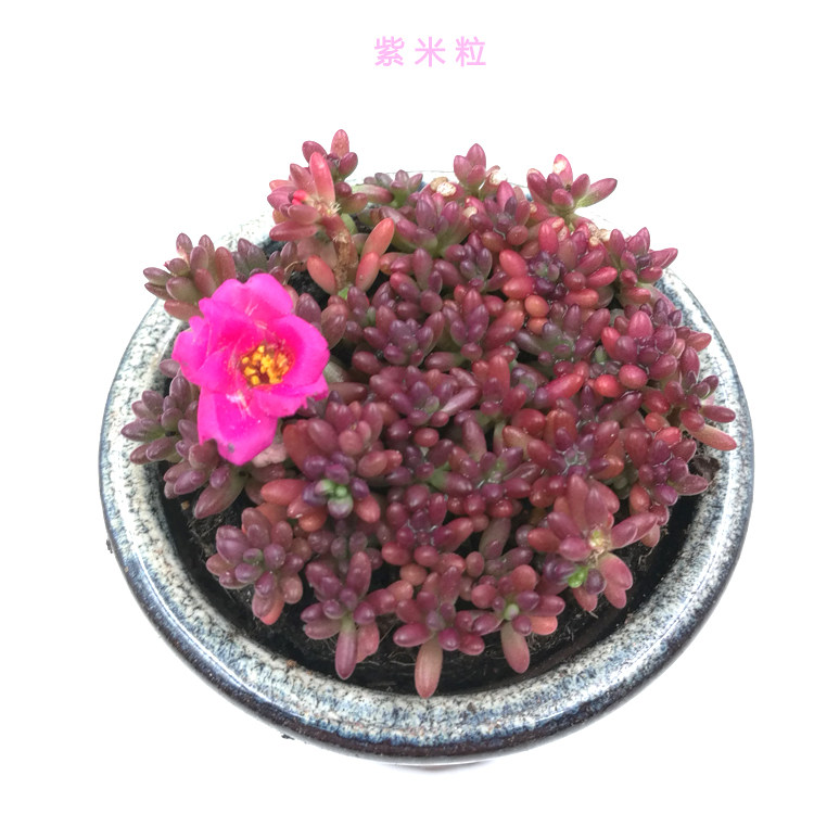 多肉植物米粒紫又 名米粒花 紫米饭防辐射 六厘米一盆带土不含盆