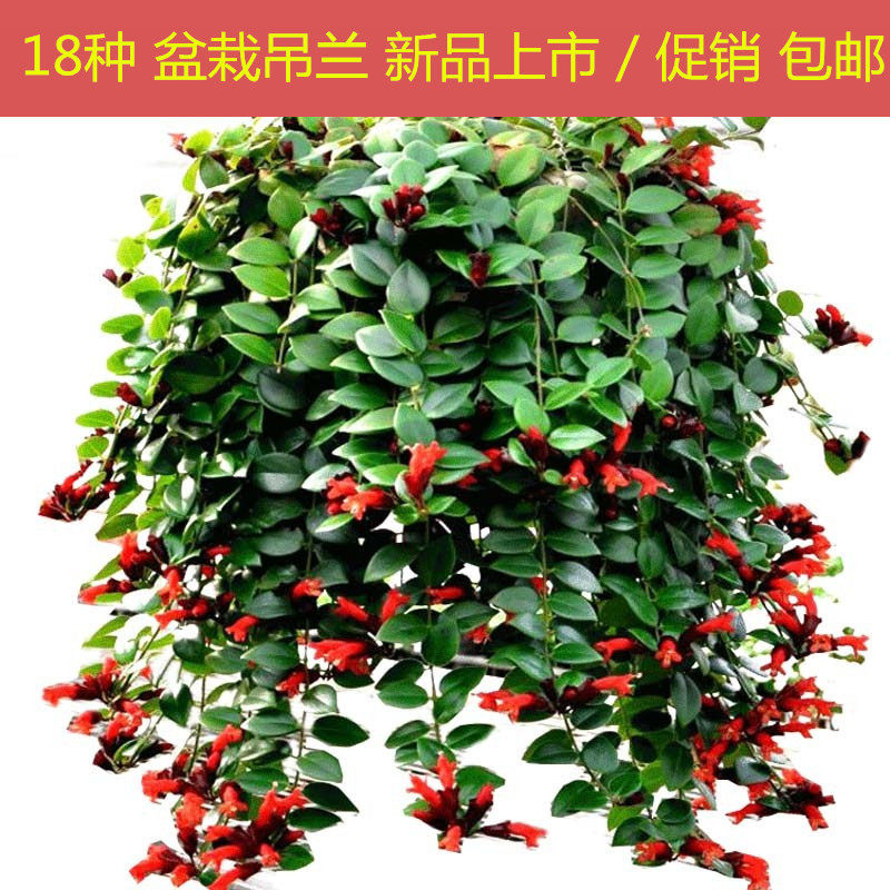 吊兰植物绿萝盆常春藤栽金鱼口红金心吊兰办公室内绿植净化空气