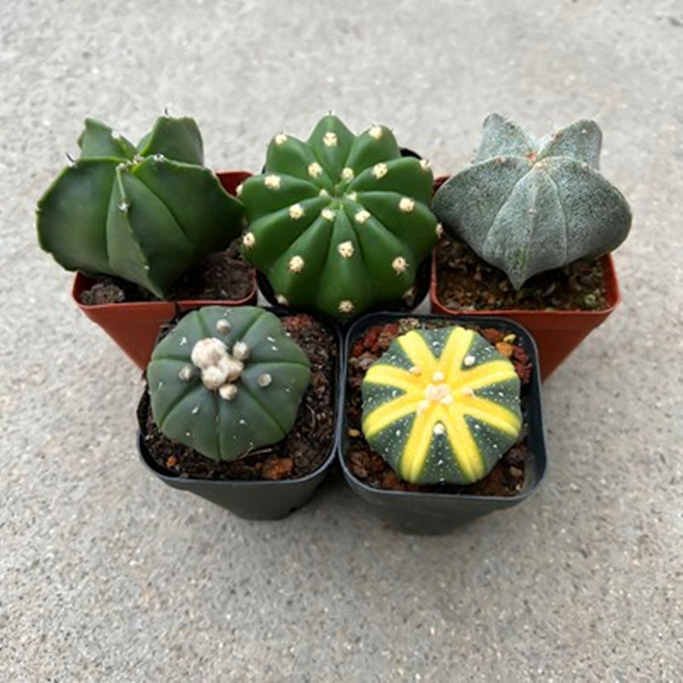 绯花玉仙新手人球玉翁好养多肉植物套餐室内桌面防辐射吸甲醛包邮