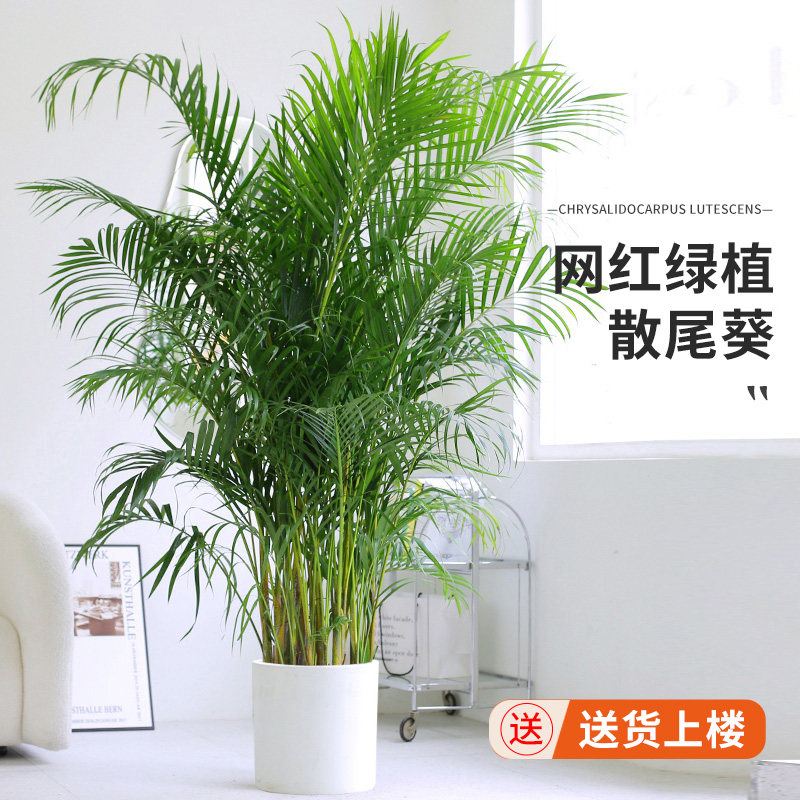 散尾葵室内植物客盆栽厅大型绿植凤尾竹袖珍椰子新房家用吸除甲醛