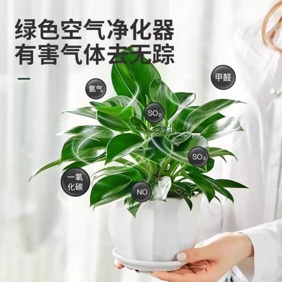 金钻盆栽植室内绿萝箩物花卉绿植水培好养活多肉四季客厅吸除甲醛