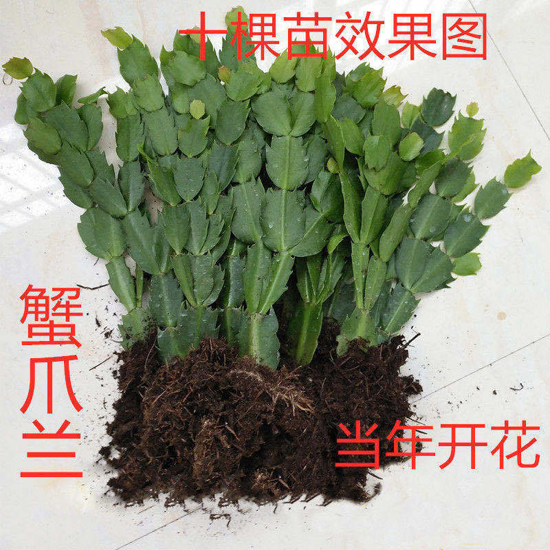蟹爪兰盆根室栽大苗带内阳台绿植植物花卉四季开花