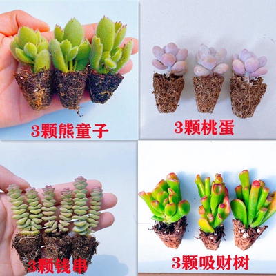 多肉 多桃蛋肉植物  吸财树 钱串 熊童子 新手套餐 室内还养活