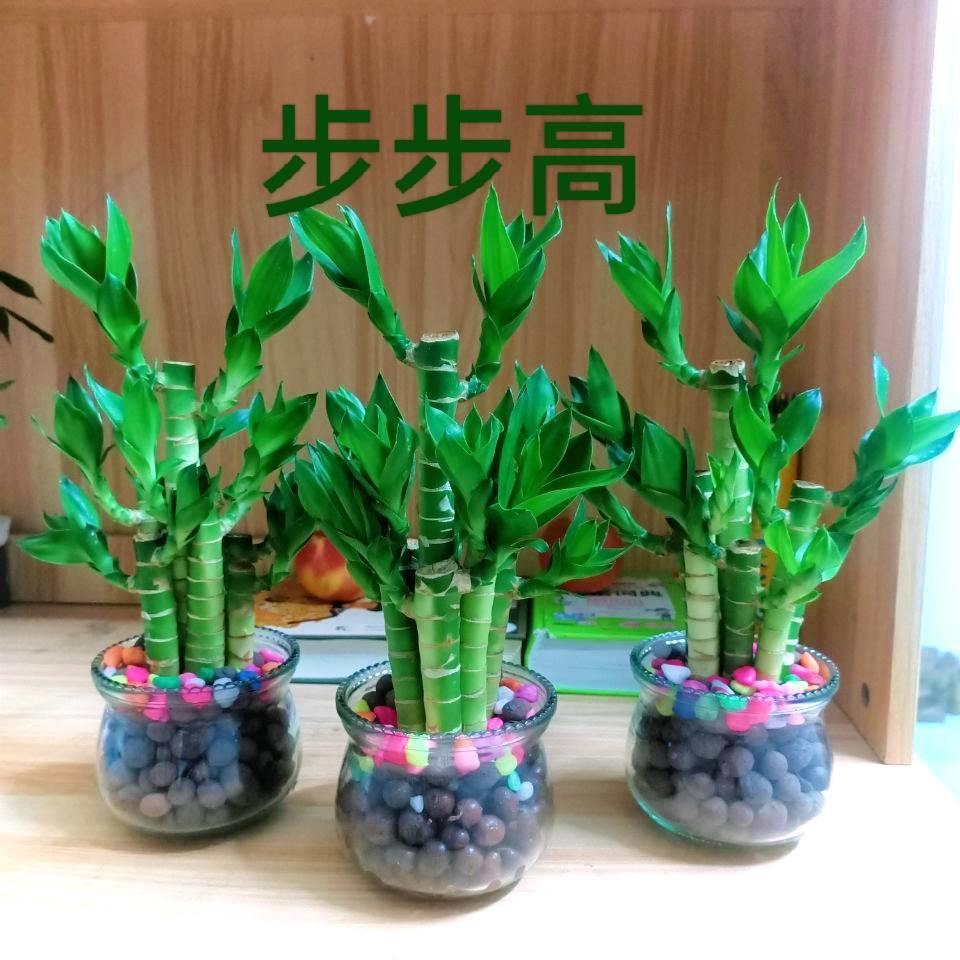 水培植物富贵竹步步高荷花竹水养室内花卉风水绿植净化空气清新