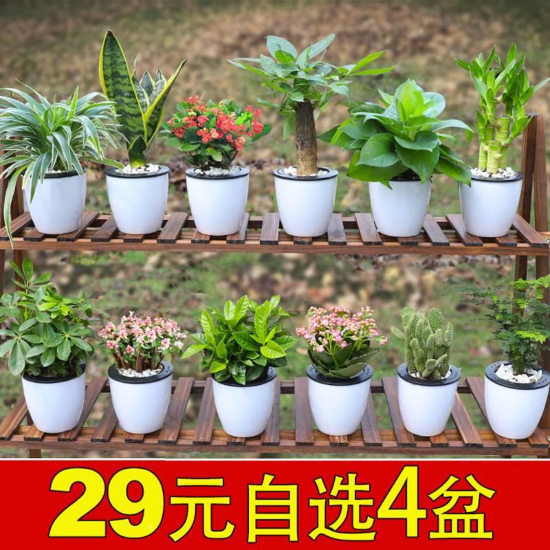 绿植发财室内好树吊兰养花卉小盆栽水培绿萝栀子花芦荟多肉植物大