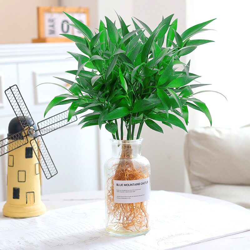 驱蚊竹柏室内水培植物水养绿植花卉盆栽办公室桌面四季常青好养活