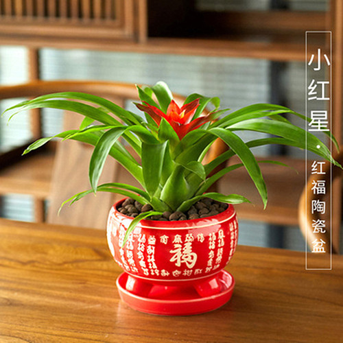 鸿运当头花卉内盆卧室栽红星办公桌阳台客厅凤梨春季冬季观花植物