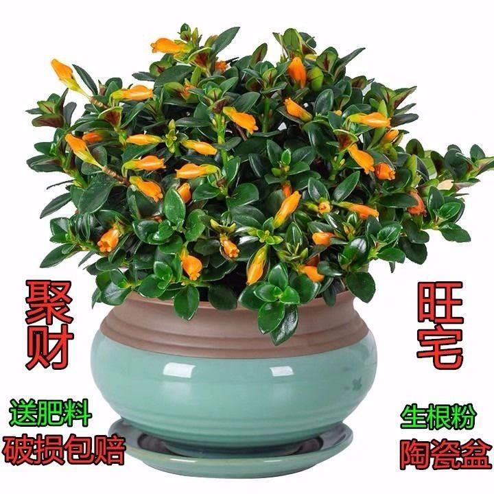招财金鱼四盆栽花吊兰季常青观花金鱼草室内绿植盆景花卉发财树苗