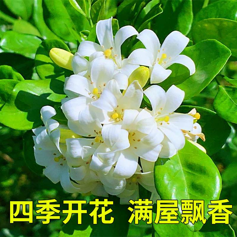 水培植物室九里香盆栽内老桩四季开花卉七里香千里眼树苗驱蚊绿植