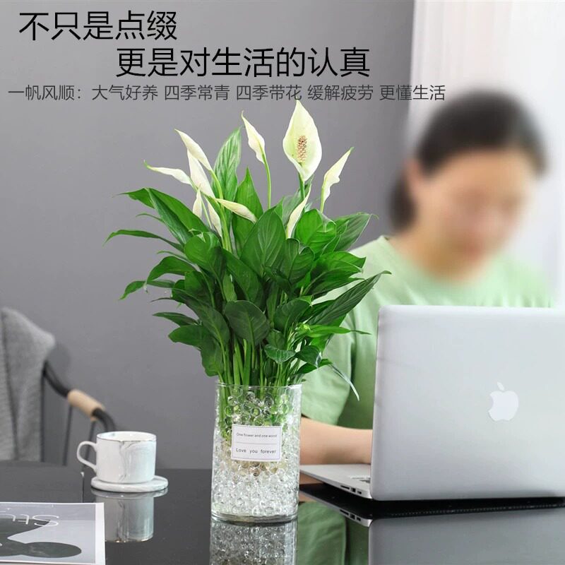 白掌盆栽绿萝一帆风顺箩花卉植物室内花水培红掌绿植发财树吸甲醛