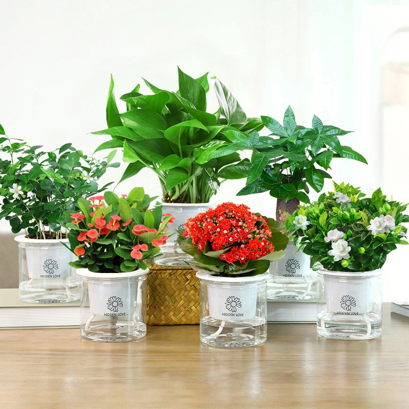 水培绿植花卉盆栽小植物室内易养发财树多肉仙人掌桌面文竹栀子花