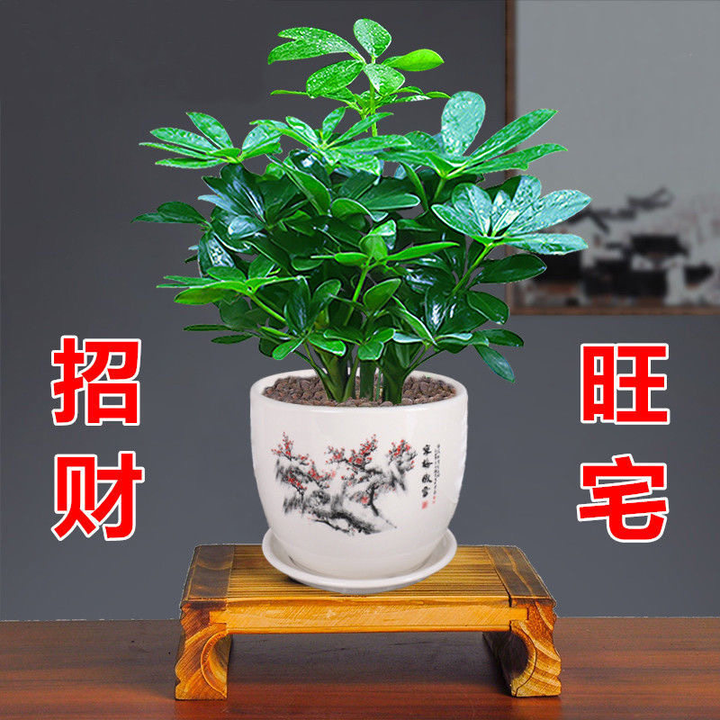 八方来财木鸭脚四季常青室内阳台绿植盆栽花卉发财树苗招财办公