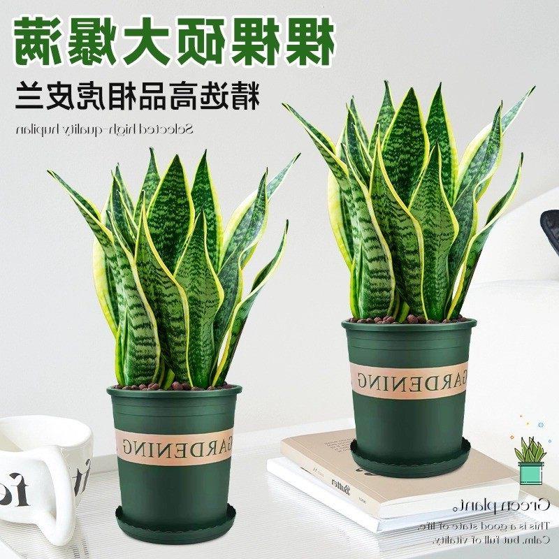 金边虎皮兰虎尾兰盆栽花卉多肉水培植物绿植室内吸四季常青客厅