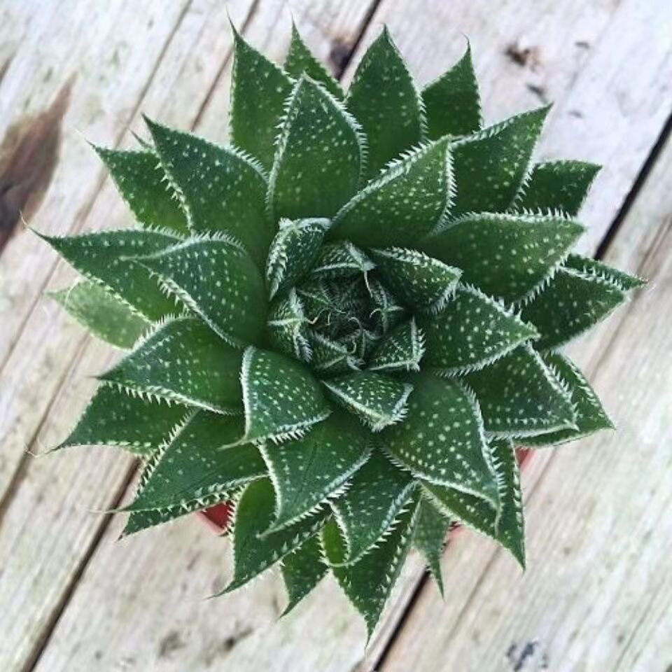繁星雪花芦荟波露盆栽多肉植物好养室内绿植花卉客厅盆栽四季常青