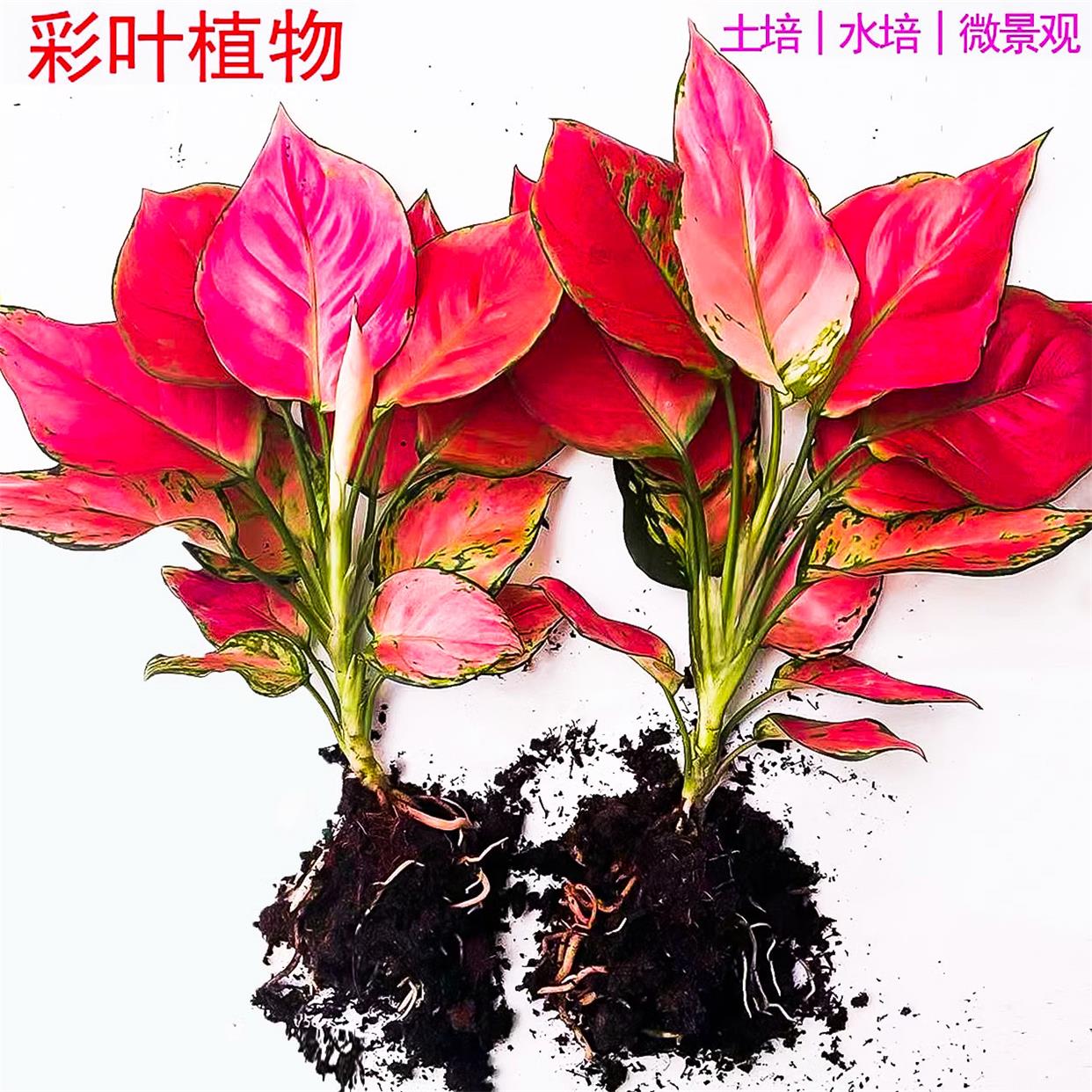 水培植物红花吉利室内卉盆栽绿植九里香水养发财树绿萝富贵竹大全