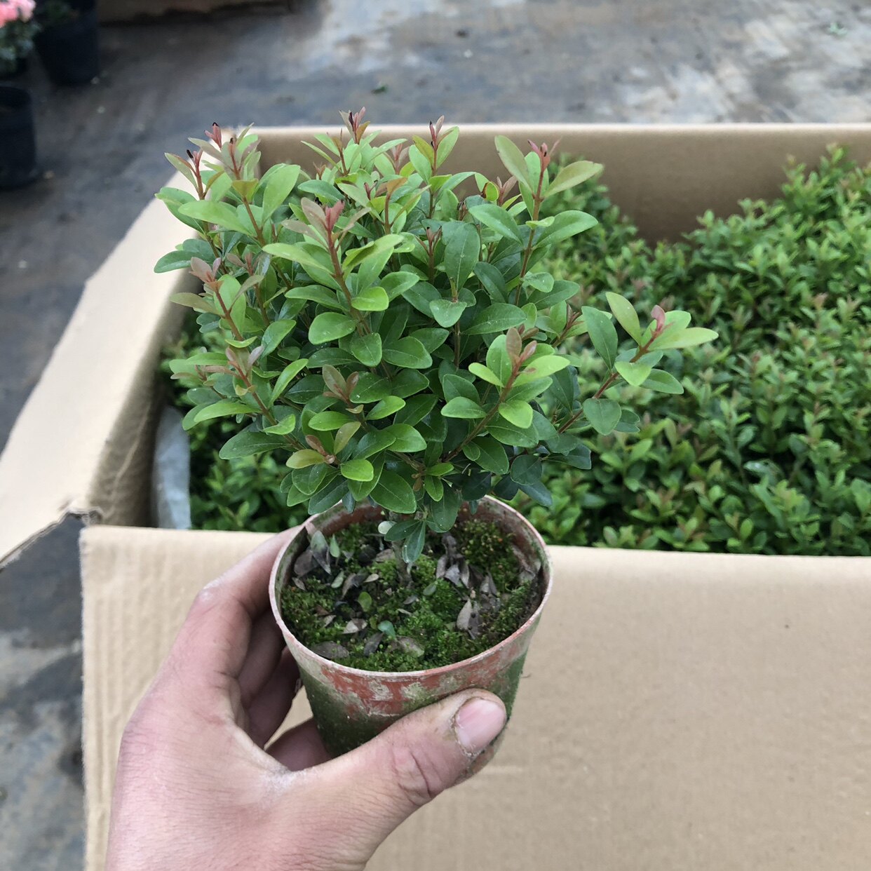 小叶赤楠耐寒耐热盆景植物四季常青阳台室外好养办公室防辐射