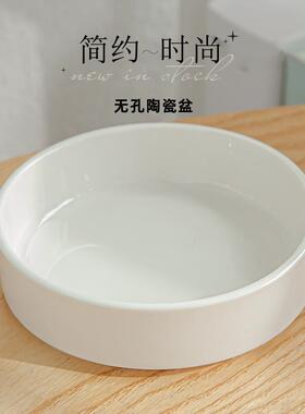 巴西木花简约陶瓷盆盆专用盆水培器皿幸运木白色现代无孔花盆托盘