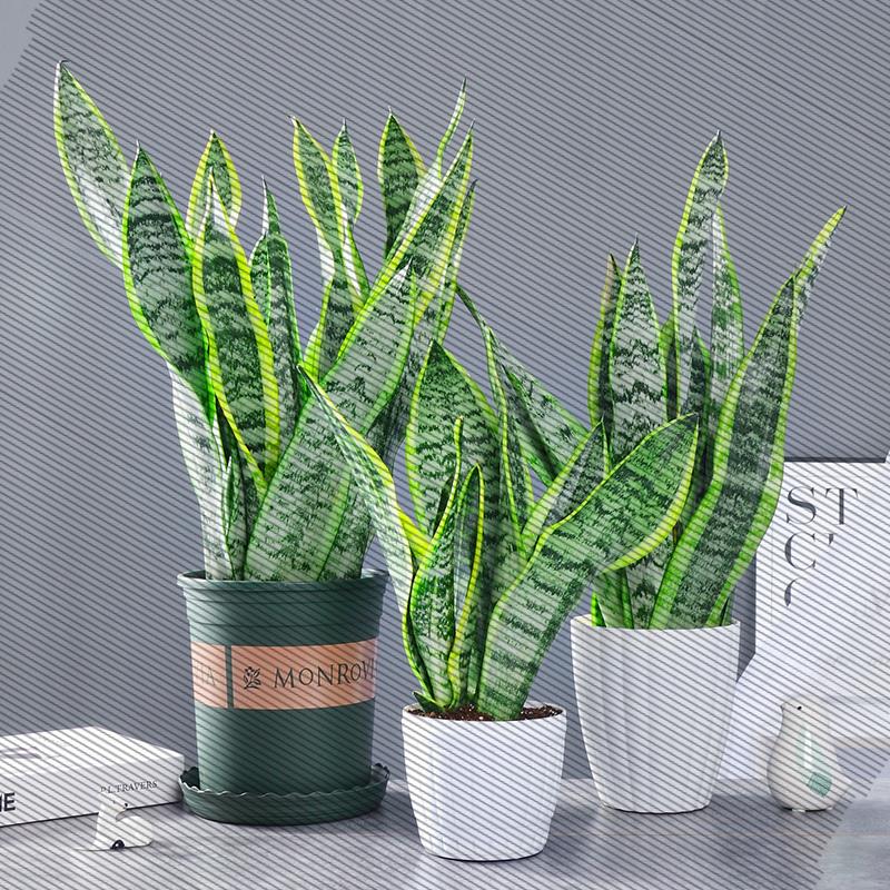 金边虎皮兰新房吸多肉植物防室内花卉绿植盆栽高矮虎尾兰