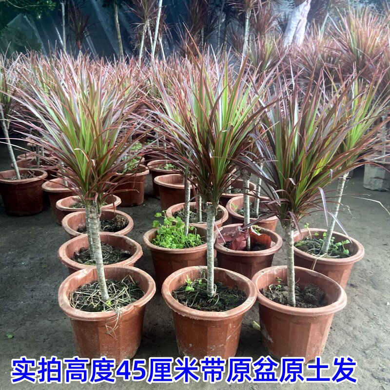 七彩铁千北欧年木盆栽三色龙血树客厅室内吸除甲醛净化空气绿植物