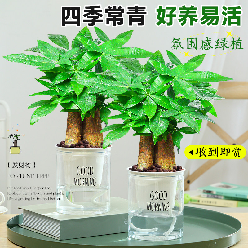 发财树小绿植盆栽花卉物办公室内吸甲醛绿萝文竹水培发财树好养