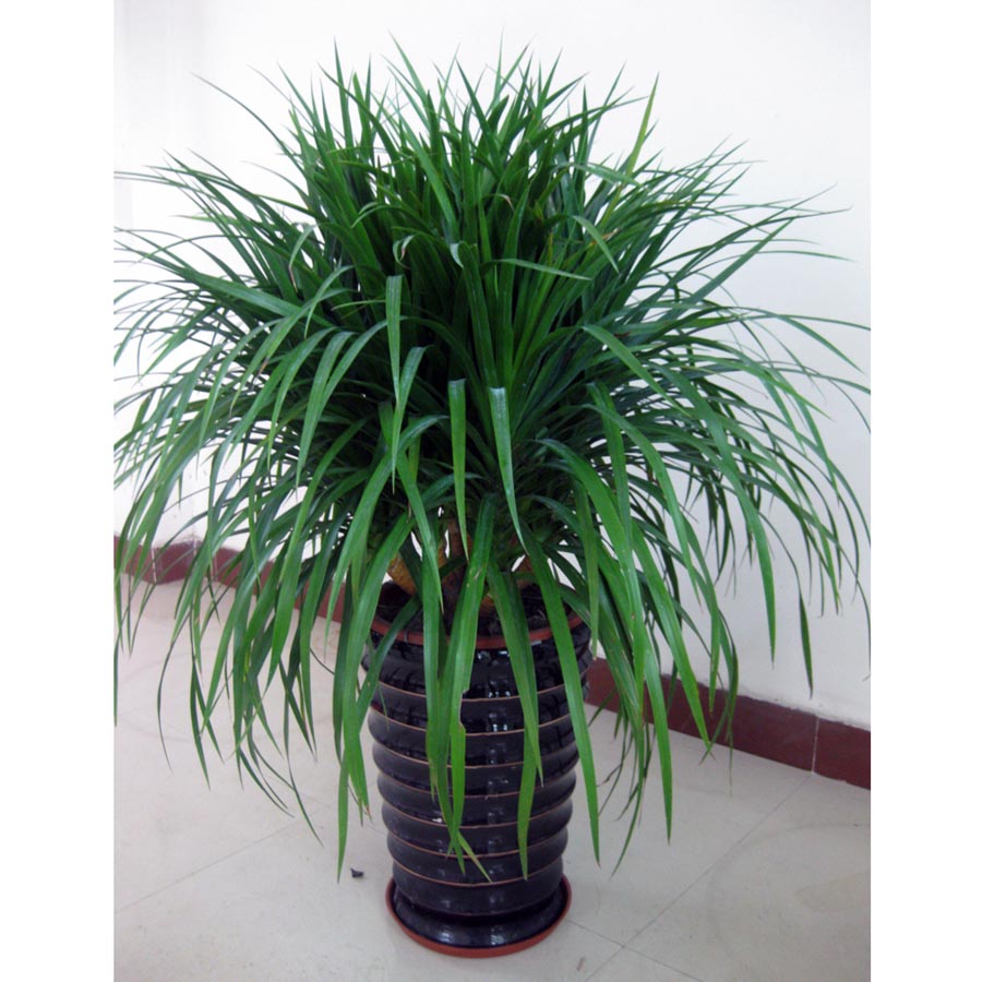 大型绿植多头树龙须龙血树龙铁树室内客厅盆栽花卉植物办公室盆景