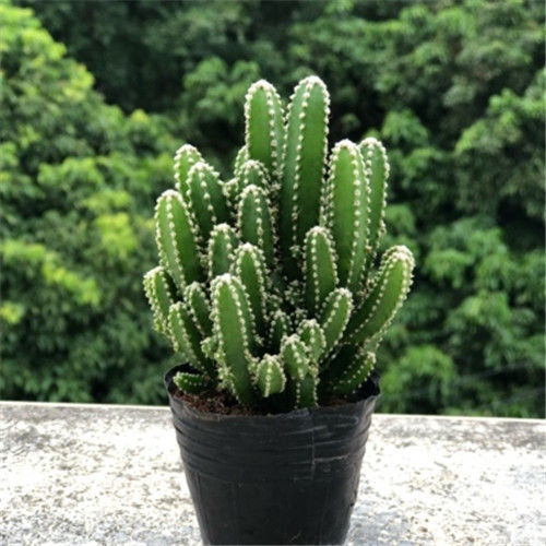 万重山多盆栽五肉植物指山仙人掌金手指绿植花卉办公桌肉肉防辐射