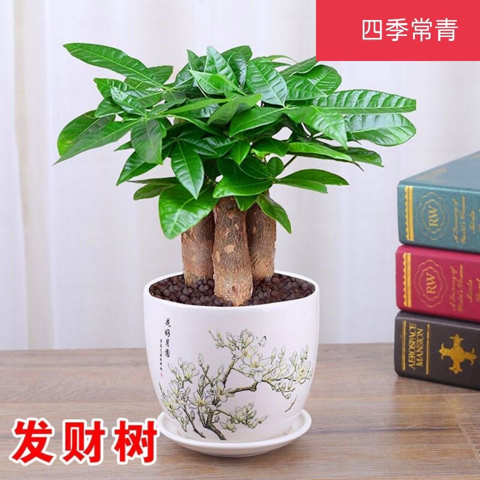 发财树盆室内小栽花卉盆景植物四季常青花苗客厅花卉绿植净化空气