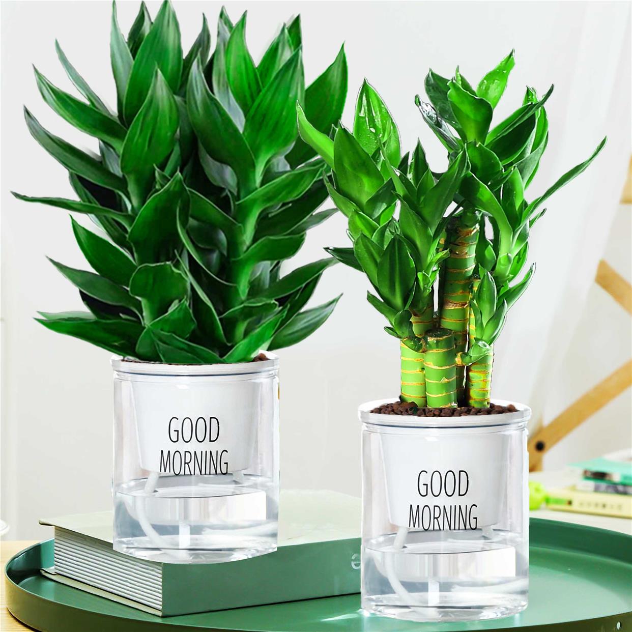 观音竹富植物贵竹水培带根花卉绿植绿萝室内盆栽转运竹带花瓶好养