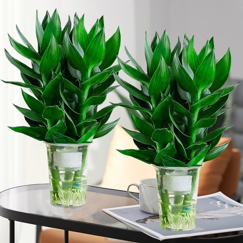 观音竹富水培贵竹植物带根花卉绿植绿萝室内盆栽转运竹带花瓶好养