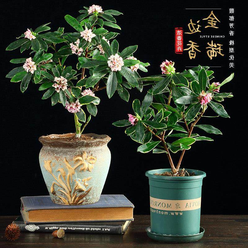 金边瑞香盆栽浓香型不带花苞室内老桩客厅观花植物耐寒花卉花卉
