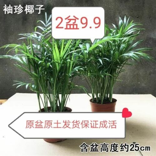 散尾葵盆 凤尾竹栽室内客厅大型绿植 袖珍叶夏威夷盆景富贵椰花卉