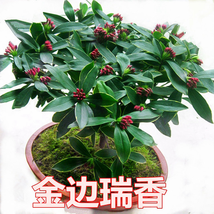 金边瑞香盆栽带浓香型花苞室内老桩客厅观花植物耐寒花卉四季开花